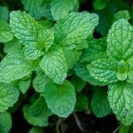 Green Mint Flavour & Fragrances